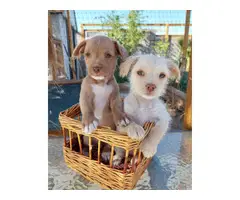 2 Shichi puppies looking for homes