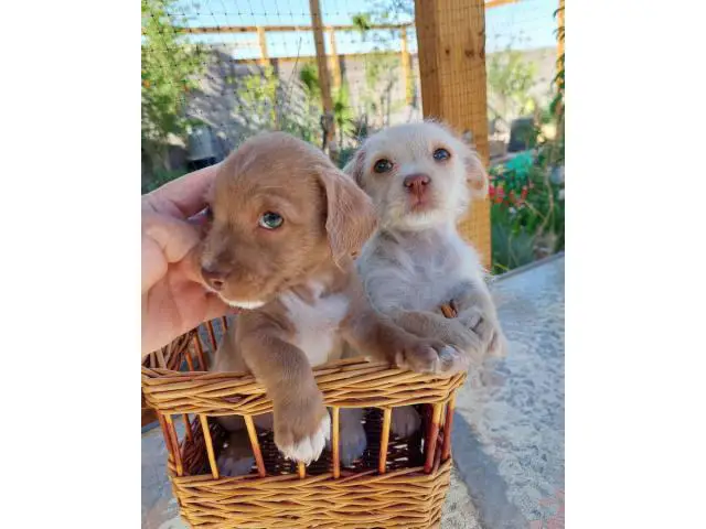 2 Shichi puppies looking for homes - 12/12
