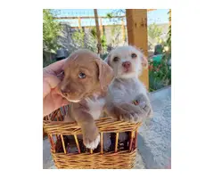 2 Shichi puppies looking for homes - 12