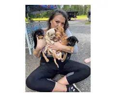 6 Chiweenie puppies for sale - 2