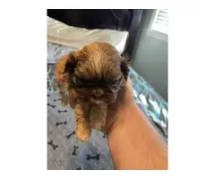 Beautiful Shih Tzu Puppies looking for a forever home