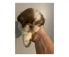 Beautiful Shih Tzu Puppies looking for a forever home - 3
