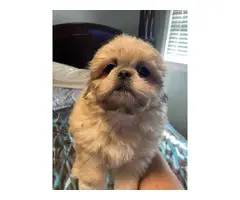 Beautiful Shih Tzu Puppies looking for a forever home - 4