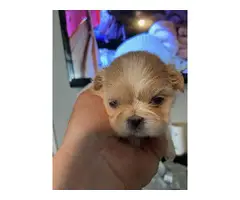 Beautiful Shih Tzu Puppies looking for a forever home - 6