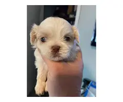 Beautiful Shih Tzu Puppies looking for a forever home - 7