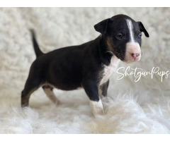 AKC bull terrier puppies Purdy - Puppies for Sale Near Me