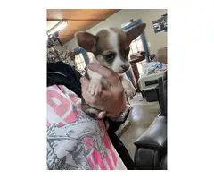 4 male and 1 female Chihuahua puppies - 3