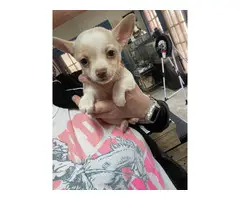 4 male and 1 female Chihuahua puppies - 4