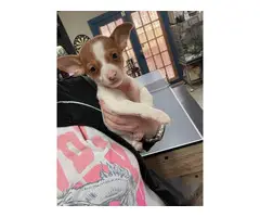 4 male and 1 female Chihuahua puppies - 5
