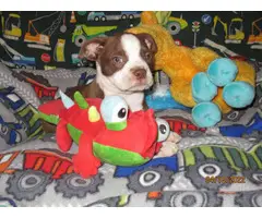 Chocolate and white Boston terrier puppy