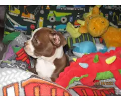 Chocolate and white Boston terrier puppy - 2