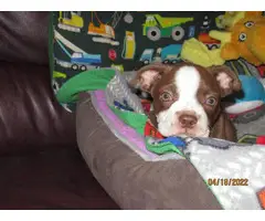 Chocolate and white Boston terrier puppy - 3