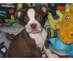 Chocolate and white Boston terrier puppy - 4
