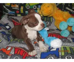 Chocolate and white Boston terrier puppy - 5
