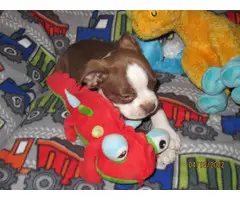 Chocolate and white Boston terrier puppy - 7