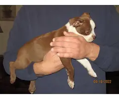 Chocolate and white Boston terrier puppy - 8