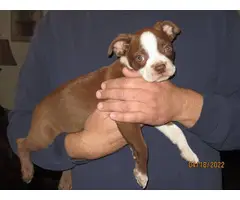 Chocolate and white Boston terrier puppy - 9