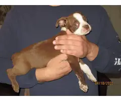 Chocolate and white Boston terrier puppy - 10
