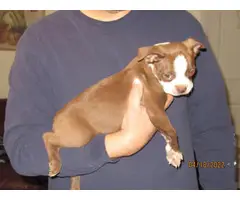 Chocolate and white Boston terrier puppy - 11
