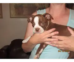 Chocolate and white Boston terrier puppy - 13