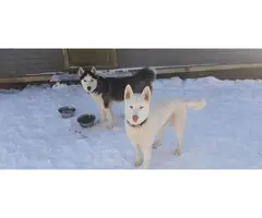 Bonded Pair Siberian Husky Male Puppies