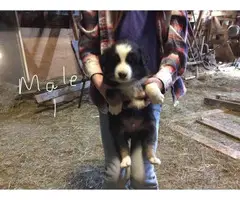 5 Border Aussie Puppies for sale - 1