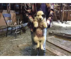 5 Border Aussie Puppies for sale