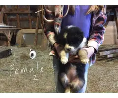 5 Border Aussie Puppies for sale