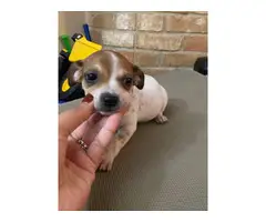 3 Chiweenie puppies looking for a caring home