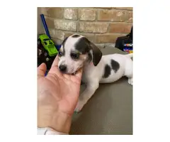 3 Chiweenie puppies looking for a caring home - 2
