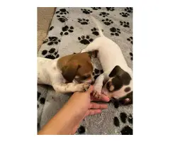 3 Chiweenie puppies looking for a caring home - 4