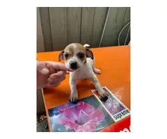 3 Chiweenie puppies looking for a caring home - 5