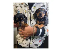Miniature Dachshund puppies - 3