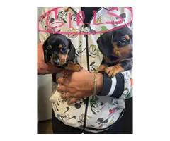 Miniature Dachshund puppies - 4