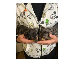 Miniature Dachshund puppies - 7