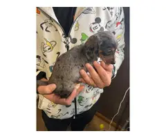 Miniature Dachshund puppies - 8