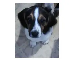 Purebred beagle puppies - 2