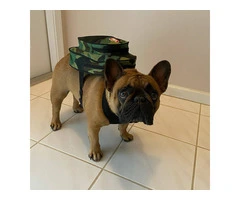 A lovely french bulldog ready for rehoming