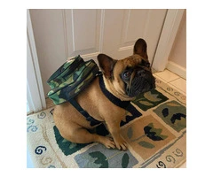 A lovely french bulldog ready for rehoming - 2