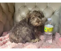 Female schnoodle puppy for sale - 3