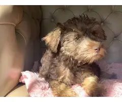 Female schnoodle puppy for sale - 5