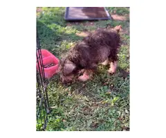 Female schnoodle puppy for sale - 6