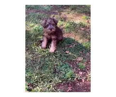 Female schnoodle puppy for sale - 7