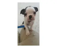 2 Boston terrier puppies available