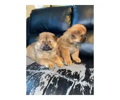 2 Chow Chow Teddy bear puppies - 3
