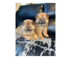 2 Chow Chow Teddy bear puppies - 6