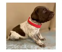 AKC registered German Shorthaired Pointers