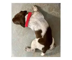 AKC registered German Shorthaired Pointers - 2