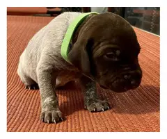 AKC registered German Shorthaired Pointers - 6