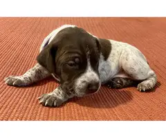 AKC registered German Shorthaired Pointers - 7